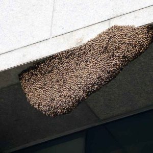 Beehive Removal & Honey Bee Control in Dhaka | Bikolpo.xyz