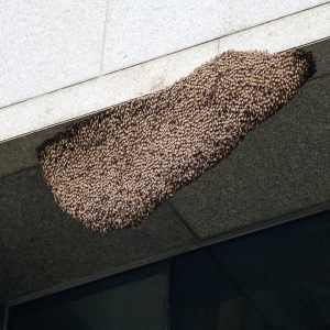 Professional Beehive Removal & Honey Bee Control in Dhaka | Bikolpo.xyz