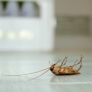 Cockroach Control Service in Dhaka | Bikolpo.xyz