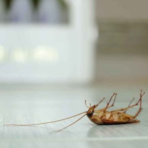 Cockroach(Telapoka) Control Service in Dhaka | Bikolpo.xyz