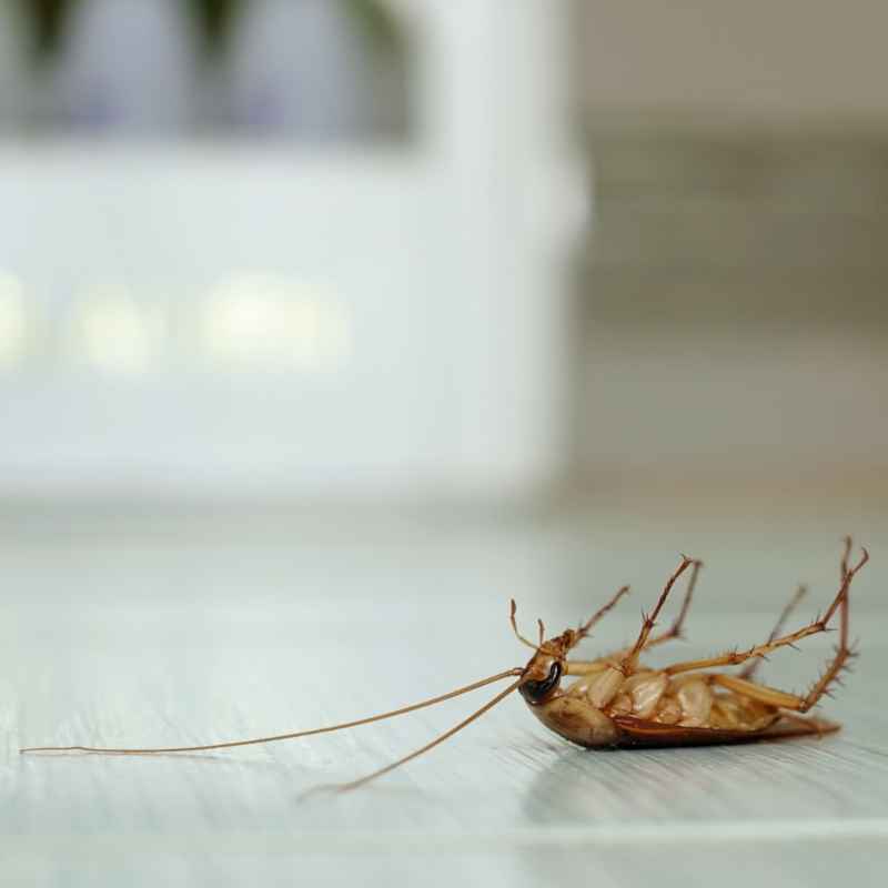 Cockroach(Telapoka) Control Service in Dhaka | Bikolpo.xyz