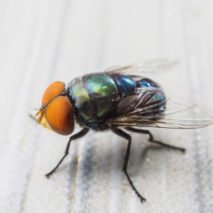 Fly & Insect Control Services in Dhaka | Bikolpo.xyz