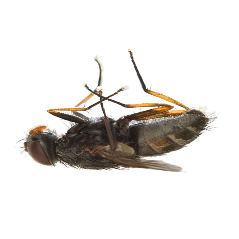 Fly & Insect Control Services in Dhaka | Bikolpo.xyz