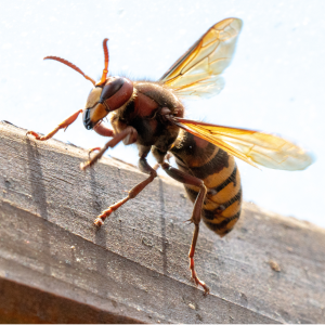 Professional Hornet & Wasp Control Service in Dhaka | Bikolpo.xyz