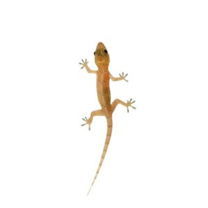 Lizard Control & Repellent Service in Dhaka | Bikolpo.xyz