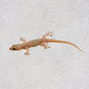 Professional Lizard Control & Repellent Service in Dhaka | Bikolpo.xyz