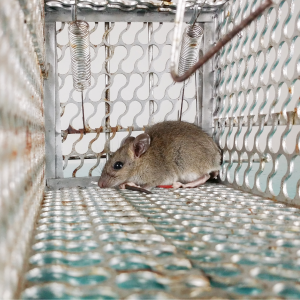 Rodent & Rat (Ithur) Service in Dhaka | Bikolpo.xyz