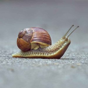 Snail & Slug Control Service in Dhaka | Bikolpo.xyz