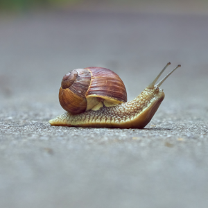 Professional Snail & Slug Control Service in Dhaka | Bikolpo.xyz