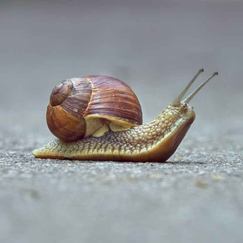 Snail & Slug Control Service in Dhaka | Bikolpo.xyz