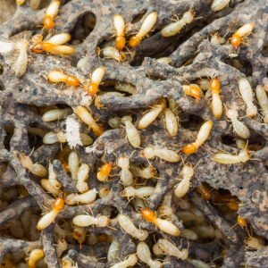Termite(uipoka) Anti-Termite Treatment in Dhaka | Bikolpo.xyz