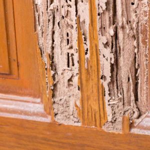 Termite(uipoka) Anti-Termite Treatment in Dhaka | Bikolpo.xyz